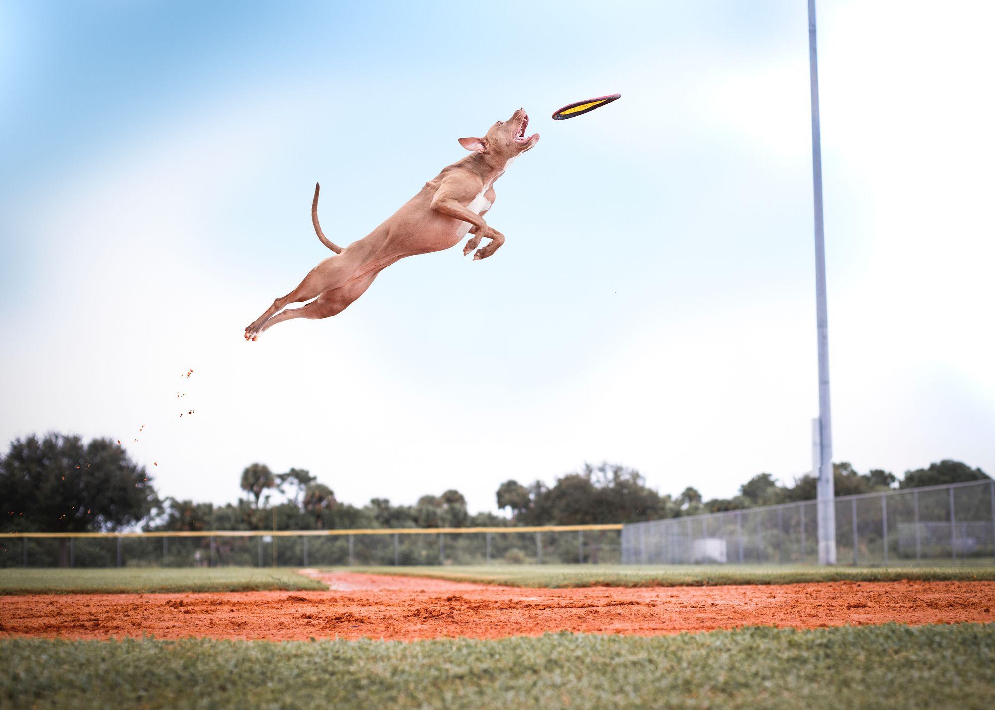 A dog is trying to catch a flying disk